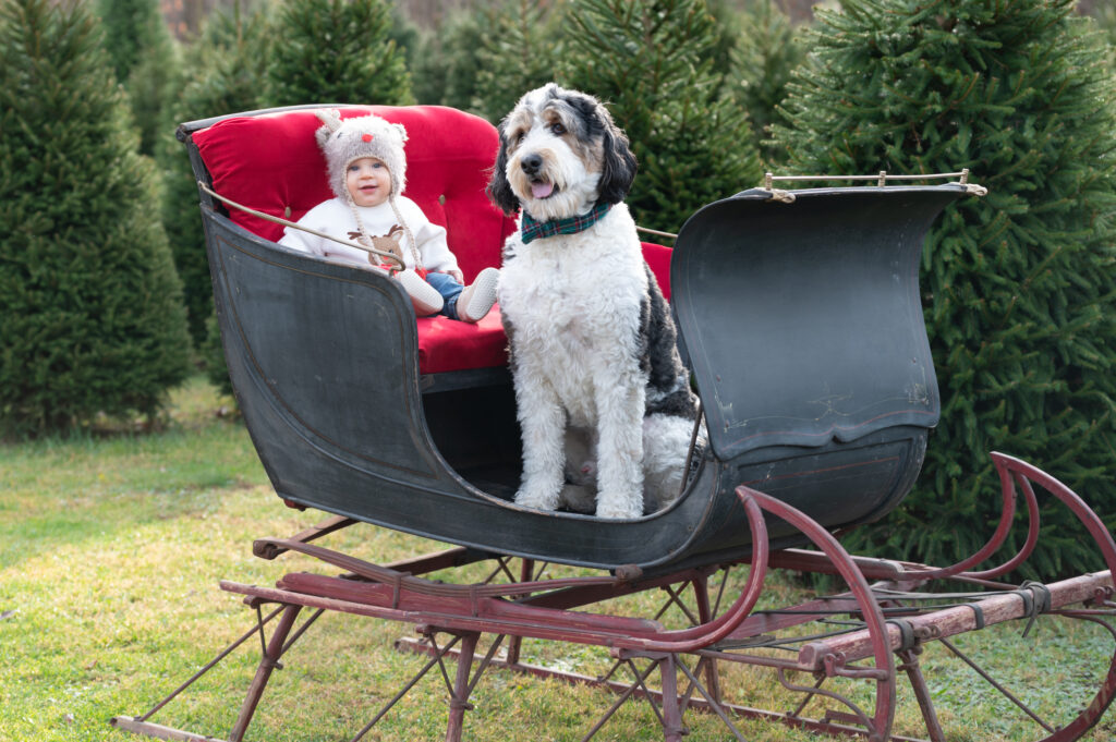 a boy and his dog in a sleigh at a xmas tree farm